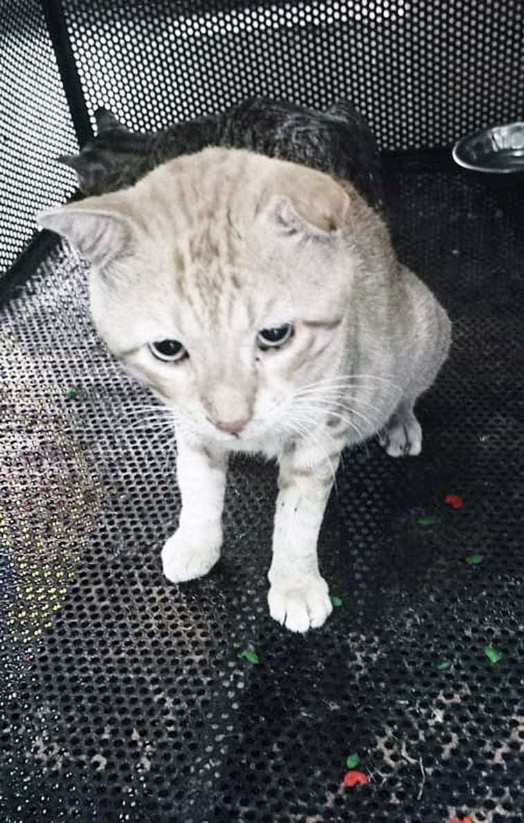 A cat at the MBMC's vet clinic